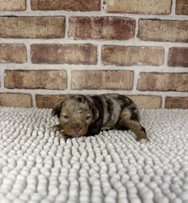 Tizzy – Miniature Bernedoodle, Miniature Aussiedoodle puppy for sale in Dayton, OH