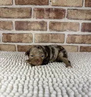 Tizzy, a female Miniature Bernedoodle and Miniature Aussiedoodle for sale in Dayton, OH – 4 of 6