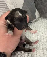 AKC Brindle Merle, a male Poodle - Toy  for sale in Dayton, OH – 7 of 9