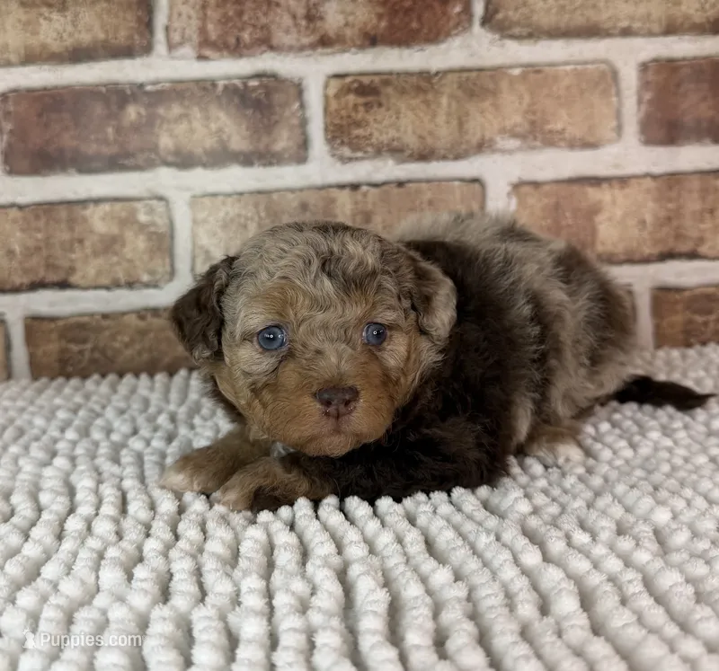 Tizzy – Miniature Bernedoodle, Miniature Aussiedoodle puppy for sale in Dayton, OH