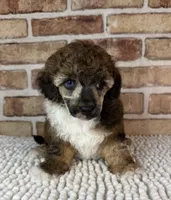 AKC Wrangler, a male Poodle - Toy  for sale in Dayton, OH – 3 of 9