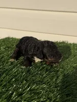 Merida, a female Poodle - Miniature  for sale in Dayton, OH – 5 of 9
