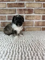 AKC Wilder, a male Poodle - Toy  for sale in Dayton, OH – 7 of 7