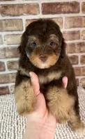 Tootsie, a female Miniature Bernedoodle and Miniature Aussiedoodle for sale in Dayton, OH – 2 of 7