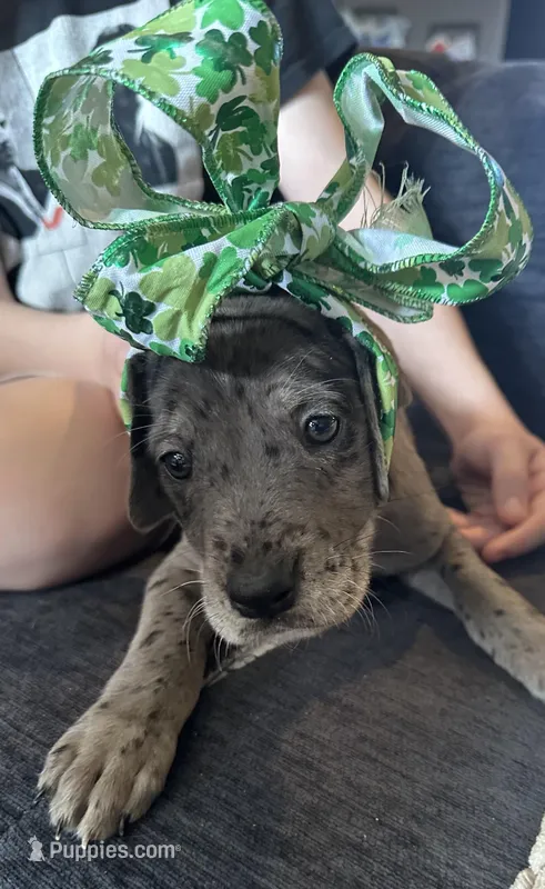 Luna , a female Great Dane and English Mastiff for sale in Dayton, OH – Photo 1 of 1