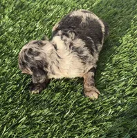 Macchiato, a male Poodle - Miniature  for sale in Dayton, OH – 4 of 8