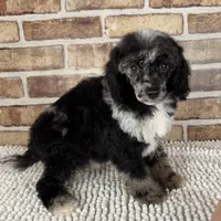 Macho, a male Poodle - Miniature  for sale in Dayton, OH – 3 of 7