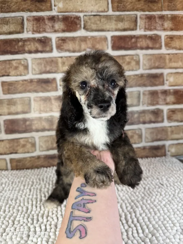 Mocha – Poodle - Miniature  puppy for sale in Dayton, OH