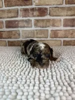 Mochaccino, a male Poodle - Miniature  for sale in Dayton, OH – 1 of 9