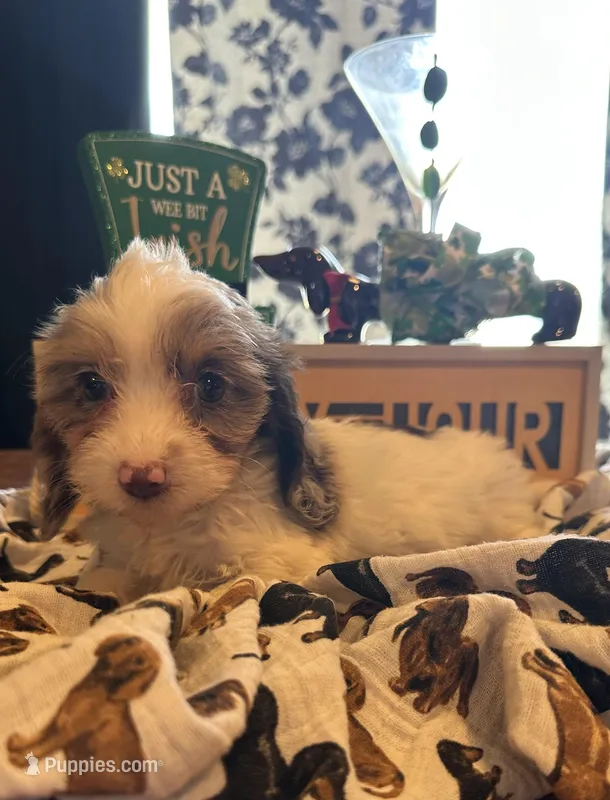 Galaxy  – Miniature Dachshund puppy for sale in Dayton, OH