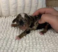 Sable Merle Boy, a male Poodle - Miniature  for sale in Dayton, OH – 3 of 4