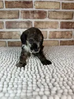 Mocha, a female Poodle - Miniature  for sale in Dayton, OH – 3 of 9