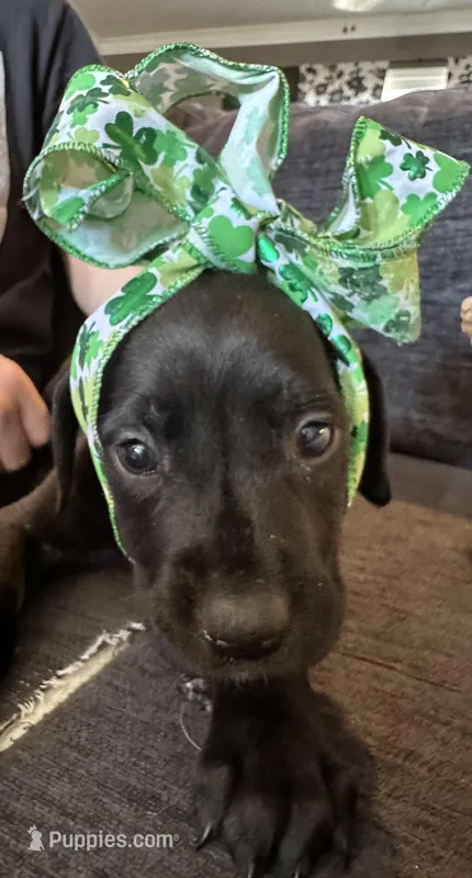 Saturn – Great Dane, English Mastiff puppy for sale in Dayton, OH