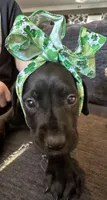 Saturn, a female Great Dane and English Mastiff for sale in Dayton, OH – 1 of 1