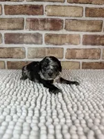 Matcha, a female Poodle - Miniature  for sale in Dayton, OH – 1 of 10