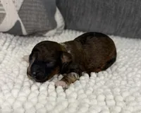 AKC Sable Merle, a male Poodle - Toy  for sale in Dayton, OH – 7 of 8