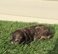 Mocha, a female Poodle - Miniature  for sale in Dayton, OH – 4 of 9