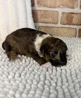 AKC Sable Merle, a male Poodle - Toy  for sale in Dayton, OH – 2 of 8