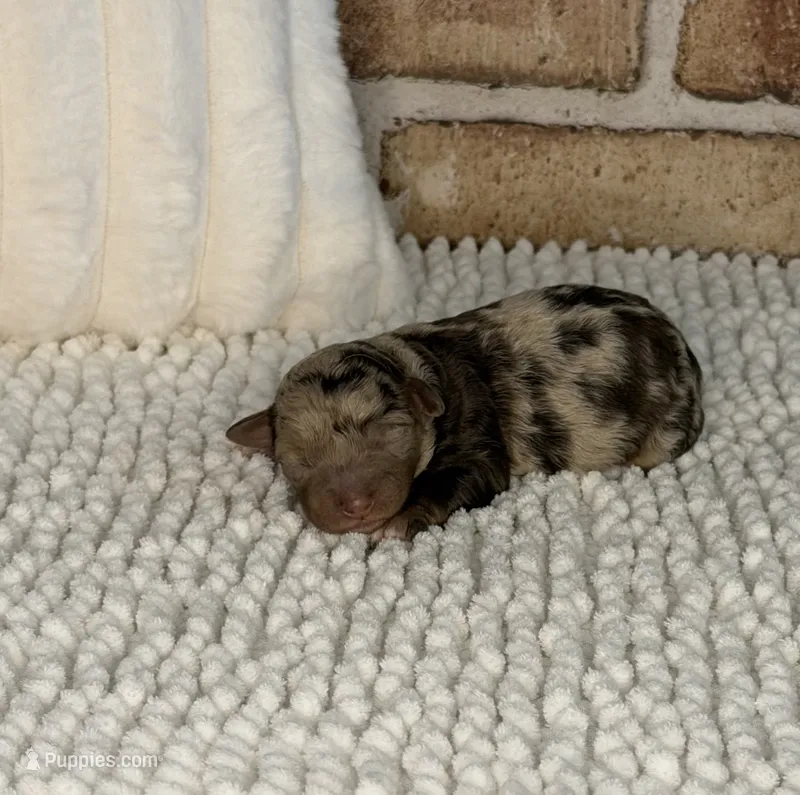 Tizzy – Miniature Bernedoodle, Miniature Aussiedoodle puppy for sale in Dayton, OH