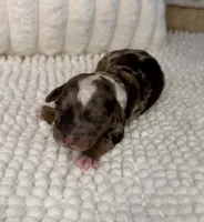 Sable Merle Boy, a male Poodle - Miniature  for sale in Dayton, OH – 2 of 4