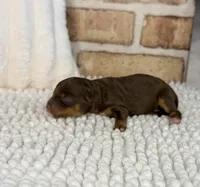 Tootsie, a female Miniature Bernedoodle and Miniature Aussiedoodle for sale in Dayton, OH – 4 of 4