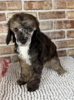 Mocha, a female Poodle - Miniature  for sale in Dayton, OH – 2 of 7