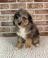 Tipsy, a female Miniature Bernedoodle and Miniature Aussiedoodle for sale in Dayton, OH – 1 of 7