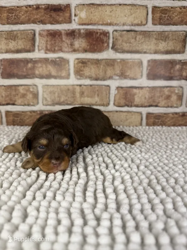 Tootsie – Miniature Bernedoodle, Miniature Aussiedoodle puppy for sale in Dayton, OH
