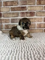 AKC Wrangler, a male Poodle - Toy  for sale in Dayton, OH – 9 of 9