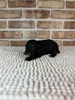 Merida, a female Poodle - Miniature  for sale in Dayton, OH – 1 of 9