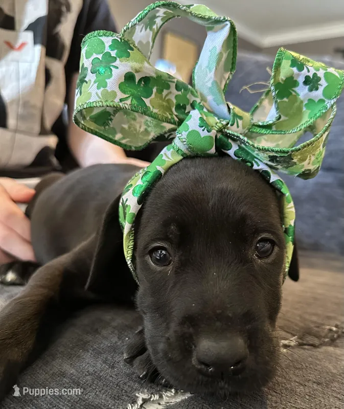 Venus – Great Dane, English Mastiff puppy for sale in Dayton, OH