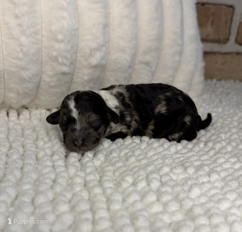 Black Merle Female – Poodle - Miniature  puppy for sale in Dayton, OH