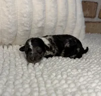Black Merle Female, a female Poodle - Miniature  for sale in Dayton, OH – 1 of 5