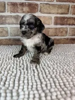 Macchiato-Blue Eyes!!, a male Poodle - Miniature  for sale in Dayton, OH – 2 of 8