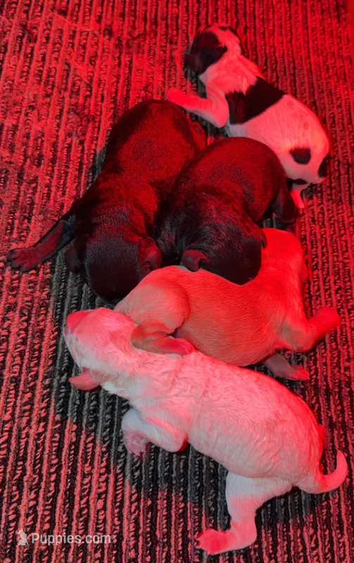 F1B Odin – Cavapoo puppy for sale in Dayton, OH