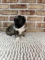 AKC Wilder, a male Poodle - Toy  for sale in Dayton, OH – 6 of 7