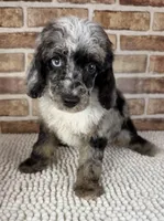 Macchiato-Blue Eyes!!, a male Poodle - Miniature  for sale in Dayton, OH – 4 of 5