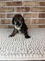 Mocha, a female Poodle - Miniature  for sale in Dayton, OH – 4 of 9