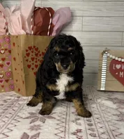 Steele, a male Poodle - Miniature  for sale in Dayton, OH – Photo 1 of 7