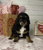 Steele, a male Poodle - Miniature  for sale in Dayton, OH – Photo 2 of 7