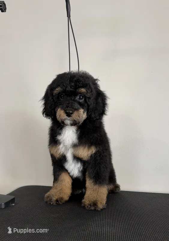 Steele – Poodle - Miniature  puppy for sale in Dayton, OH
