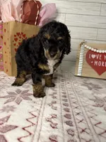 Steele, a male Poodle - Miniature  for sale in Dayton, OH – Photo 7 of 7