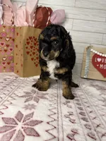 Steele, a male Poodle - Miniature  for sale in Dayton, OH – Photo 5 of 7