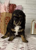 Steele, a male Poodle - Miniature  for sale in Dayton, OH – Photo 3 of 7