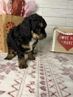 Steele, a male Poodle - Miniature  for sale in Dayton, OH – Photo 6 of 7