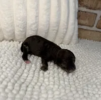 Sable Merle Girl, a female Poodle - Miniature  for sale in Dayton, OH – 4 of 4