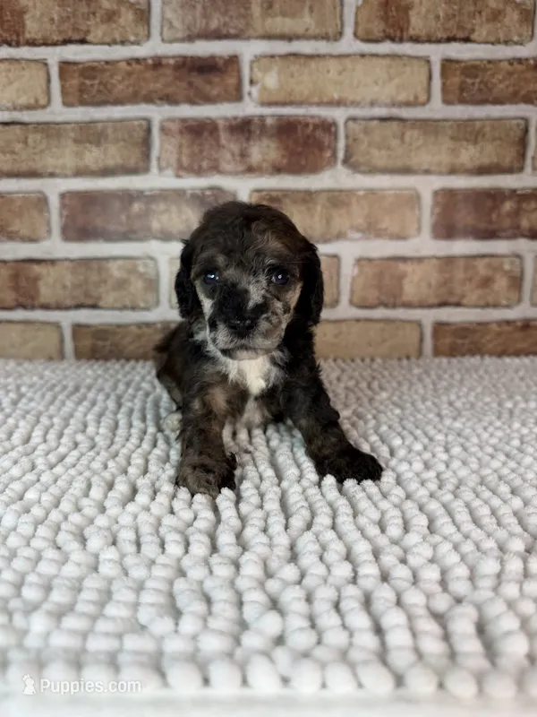 Mocha – Poodle - Miniature  puppy for sale in Dayton, OH