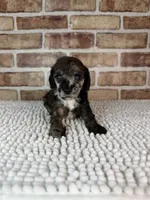 Mocha, a female Poodle - Miniature  for sale in Dayton, OH – 1 of 9