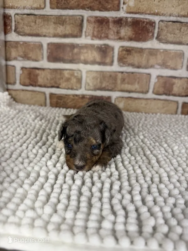 Tipsy – Miniature Bernedoodle, Miniature Aussiedoodle puppy for sale in Dayton, OH