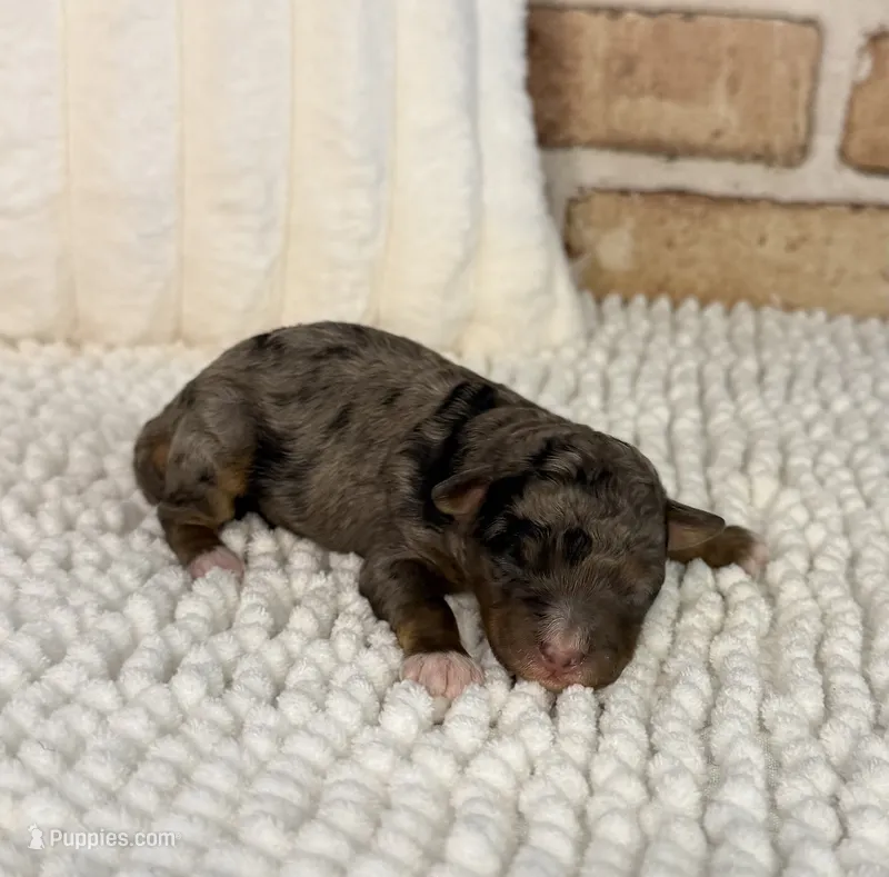 Tipsy – Miniature Bernedoodle, Miniature Aussiedoodle puppy for sale in Dayton, OH